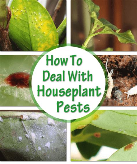 How to Identify and Control House Plant Pests | Our House Plants