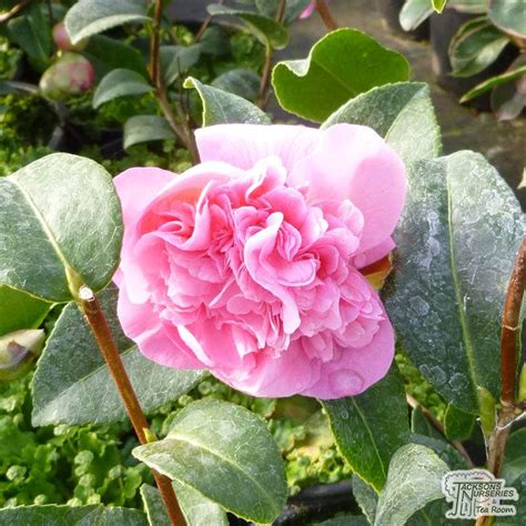 Buy Camellia x williamsii 'Debbie' (Camellia) in the UK