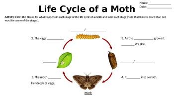 Life Cycle of a Moth by Caitlin Mostert | Teachers Pay Teachers