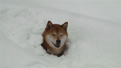 Dogs In Snow Gif