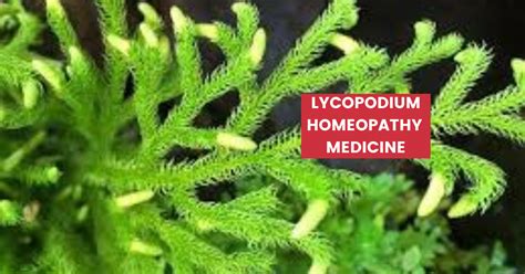 Lycopodium Clavatum Uses, Benefits, Dosage & Side Effects