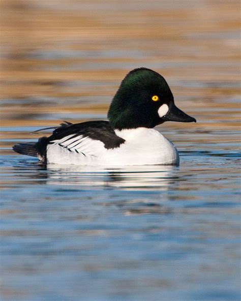 Common Goldeneye - Whatbird.com | Goldeneye duck, Duck pictures, Pet birds