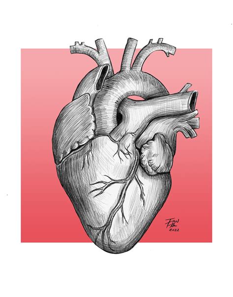 Anatomical Heart Drawing, Heart, Anatomy, Medical, Medical Illustration ...