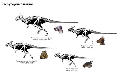 #Pachycephalosaurini #Stygimoloch #Dracorex #Pachycephalosaurus ...