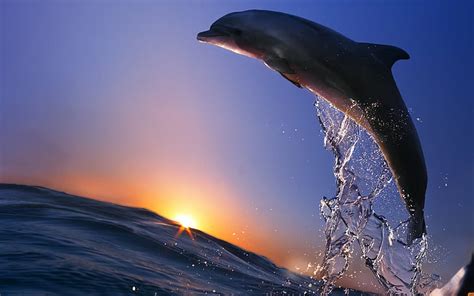 Details 82+ sunset dolphin wallpaper latest - in.cdgdbentre