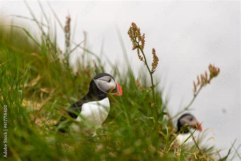 This photo shows a beautiful puffin or also named sea parrot which is a ...