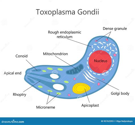 [DIAGRAM] Toxoplasma Gondii Diagram - MYDIAGRAM.ONLINE