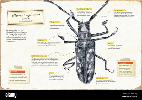 Infographic of the anatomy of Chinese longhorned beetle (Batocera ...