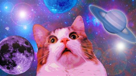 11 MIN OF DANK CAT MEMES | Funny cat wallpaper, Cat memes, Shocked cat