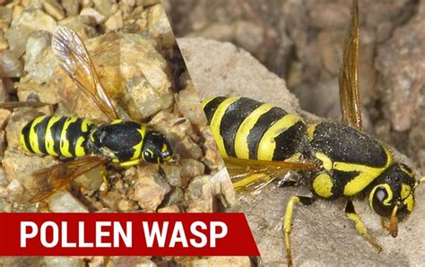 Wasp & Hornet Identification | How to identify types of common wasps