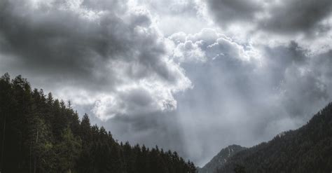 Photography of Pine Trees Under Cloudy Sky · Free Stock Photo