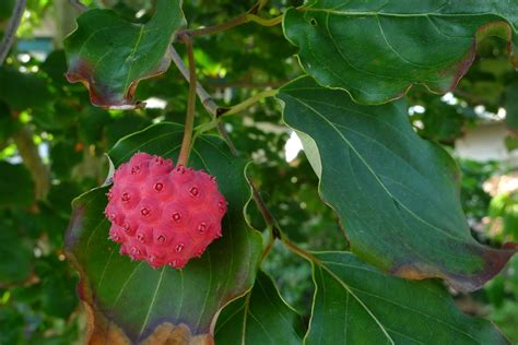 Wild Harvests: Kousa Dogwood, another urban wonder