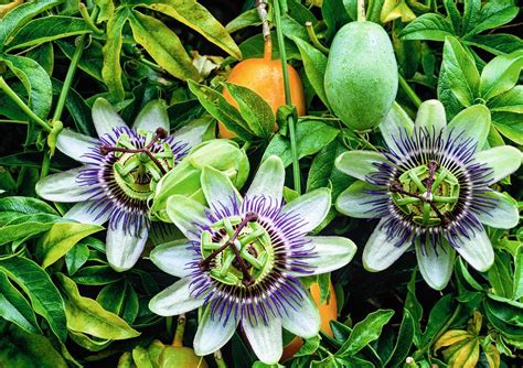 Verger exotique: les arbres fruitiers à cultiver dans votre jardin ...