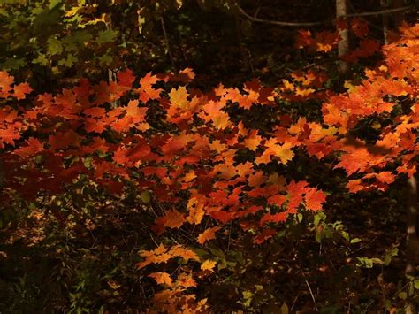 Fall Foliage Map 2023: See When Autumn Leaves Peak In MN | Across ...