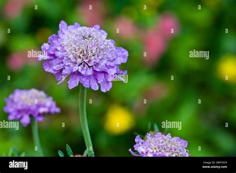 Scabiosa ‘Butterfly Blue’ Stock Photo - Alamy