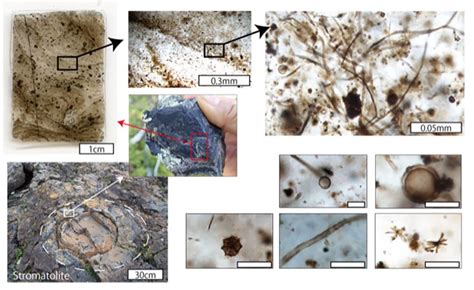 Discovery of New Types of Microfossils May Answer Age-old Scientific ...