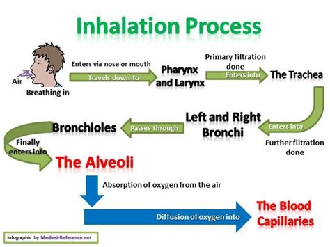 How does the Respiratory System Work? | Respiratory system anatomy ...