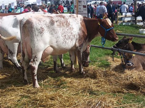 Milking Shorthorn Cattle | Oklahoma State University