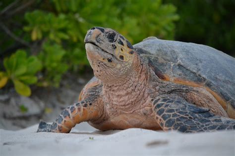 Seriously! 41+ Facts About Hawksbill Turtle Habitat? It is the only ...