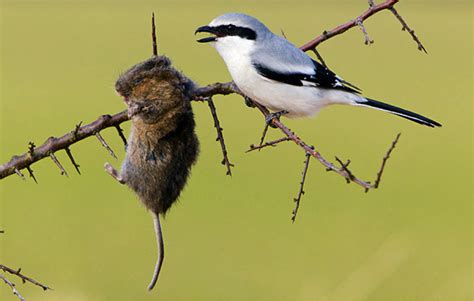 Red Backed Shrike: A Bird Watcher's Guide | John R. Cammidge