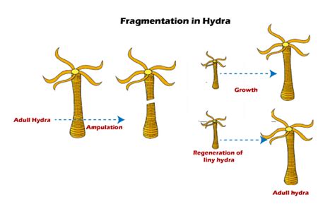 Fragmentation