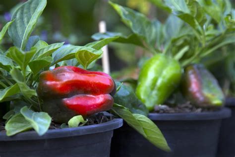 Growing Bell Peppers Indoors » All the Top Tips