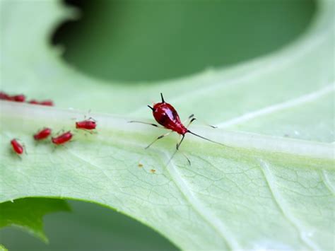 What Are Lettuce Aphids: Learn About Lettuce Aphid Control