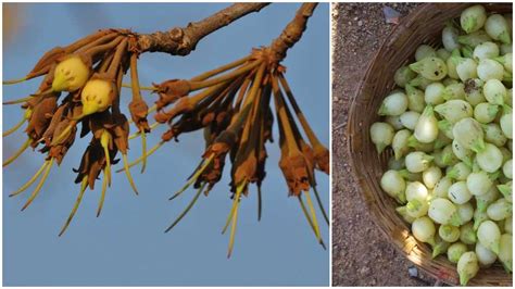 mahua - A tribute to mahua flower whose reputation is just a half-truth ...