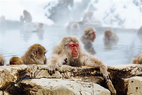 Snow Monkey Park Information - SNOW MONKEY RESORTS