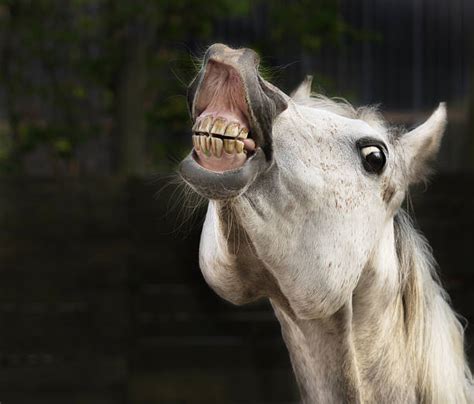 Horse Teeth Pictures, Images and Stock Photos - iStock