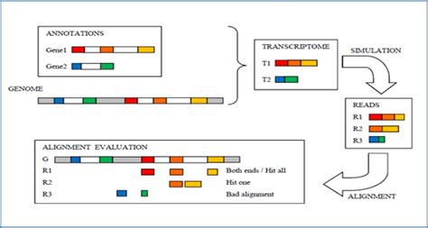 Evaluation of tools for long read RNA-seq splice-aware alignment | RNA ...