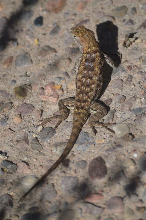 Sonoran Desert (part 4): A Lizard Lover’s Delight