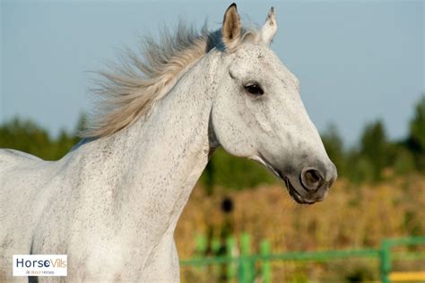 400+ Charming Names for Grey Horses (For Stallions & Mares)