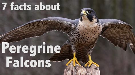 7 Facts about Peregrine Falcons - YouTube