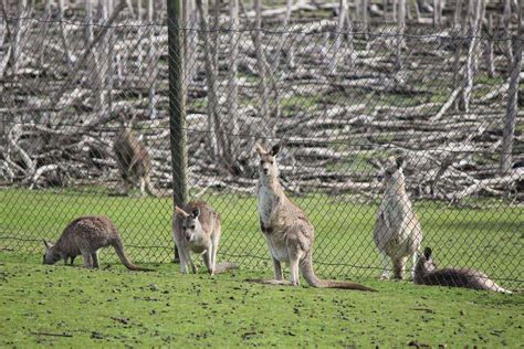 Phillip Island Wildlife Park - Animal Zoo Opening Hours & Ticket Prices