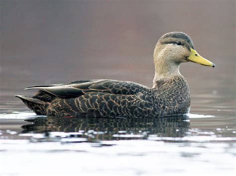 American Black Duck – Profile | Traits | Facts | Habitat | Breeding ...