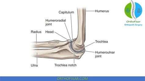 Elbow Anatomy - Full & Easy Review | OrthoFixar 2024