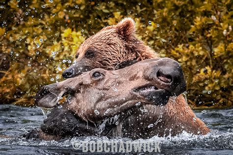 The Boss Bear: Meet the Most Badass Bear in Banff