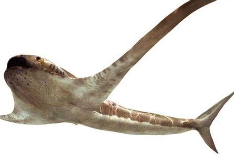 New Species of Ancient Shark Identified from 150 Million-year-old-Fossil