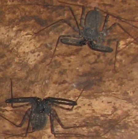 Whip Spider | Habitat, Bite & Facts | Study.com