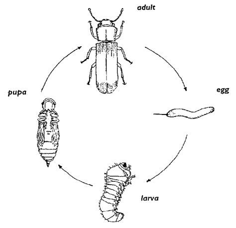 Ground Beetle Life Cycle