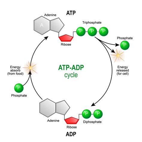 ATP & ADP - Biological Energy - Biology Online Tutorial