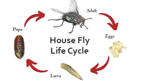 How Long Do House Flies Live? House Fly Lifespan