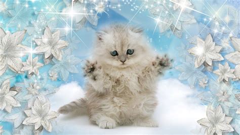 Cute Winter Cat Wallpapers - Wallpaper Cave