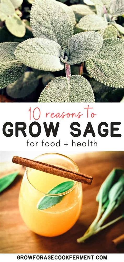 10 Reasons to Grow Sage for your Garden, Food, and Health | Growing ...