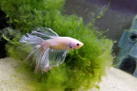 Betta Fish Fin Rot: Symptoms, Causes, Prevention & Treatment