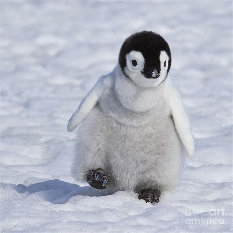 Emperor Penguin Chick Photograph by Jean-Louis Klein & Marie-Luce Hubert