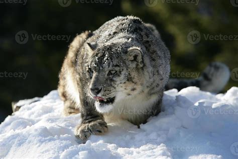 Snow leopard stawking prey 706543 Stock Photo at Vecteezy