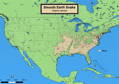 Smooth Earth Snake - eMuseum of Natural History