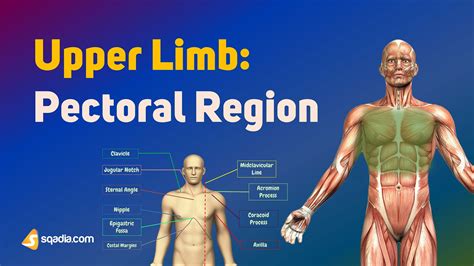 Upper Limb: Pectoral Region - Surface Anatomy